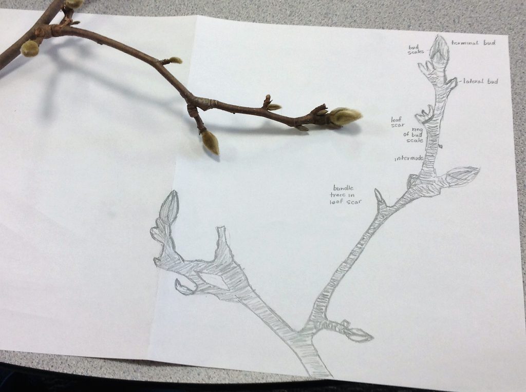 magnolia twig obs drawing