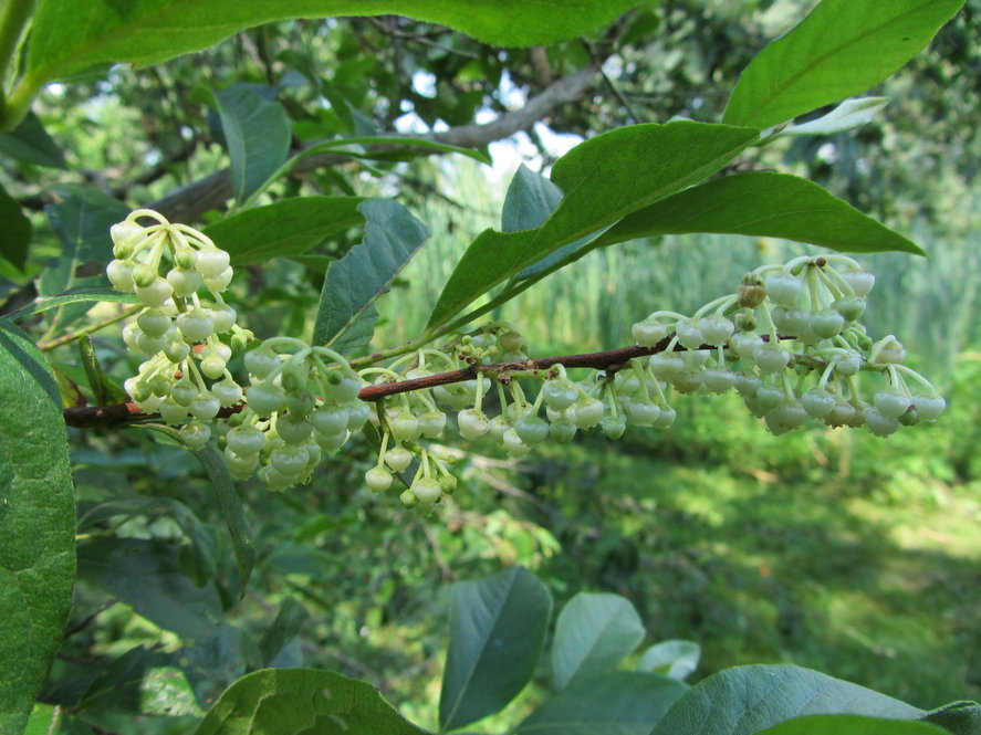 Maleberry (Lyonia ligustrina var. ligustrina 15129*B)
