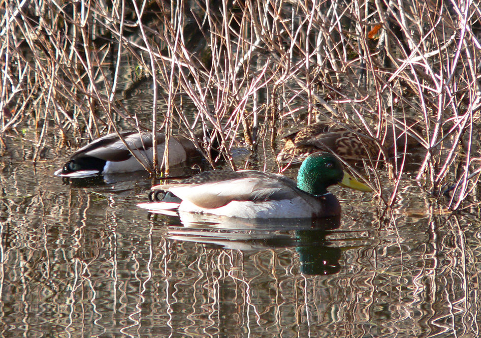 Mallards. Photograph by Bob Mayer.