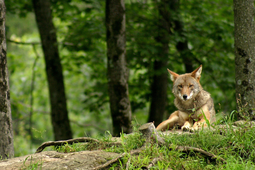 Coyote. Photograph by Denis Carl Robidaux.
