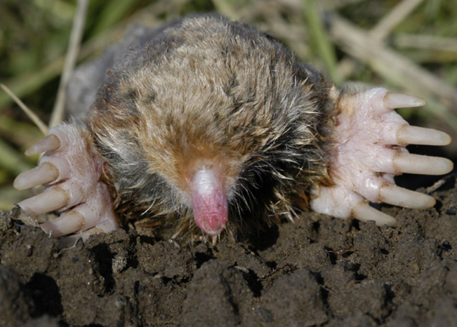 Eastern Mole. Photograph by Charles Lewallen.