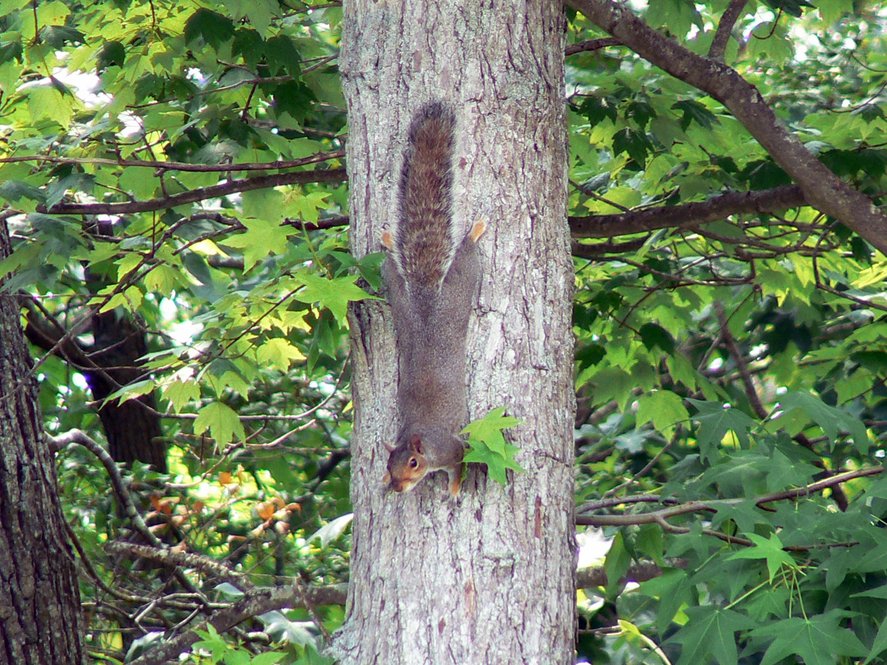 Gray Squirrel. Photograph by Laura Perlick.