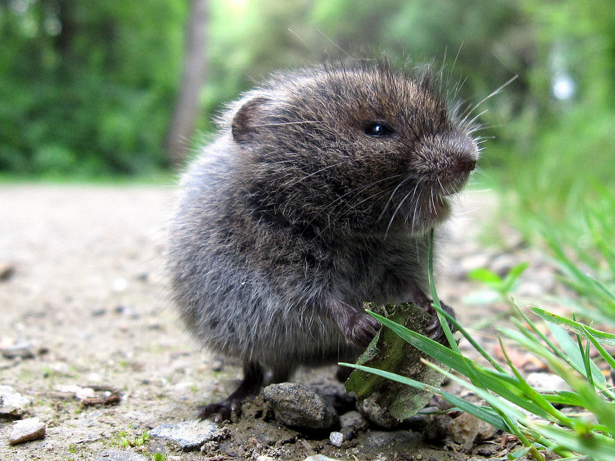 Meadow Vole. Photograph by Leo Papandreou.