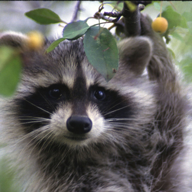Raccoon. Photograph by Bill Buchanan.