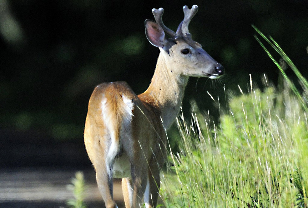 White-Tailed Deer. Photograph by Bill Thompson.