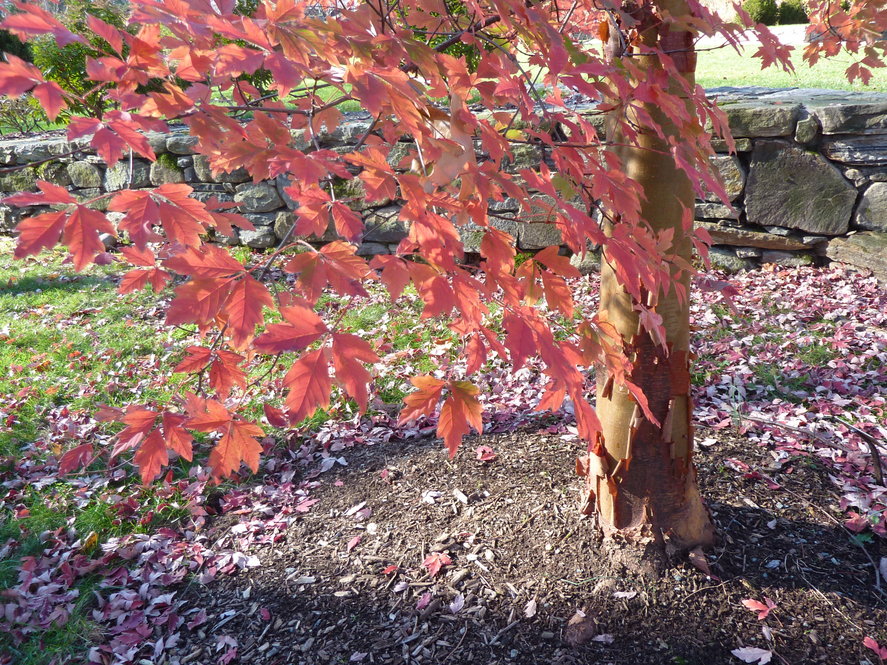 Paperbark maple (Acer griseum 767-94*C) fall foliage and attractive bark.