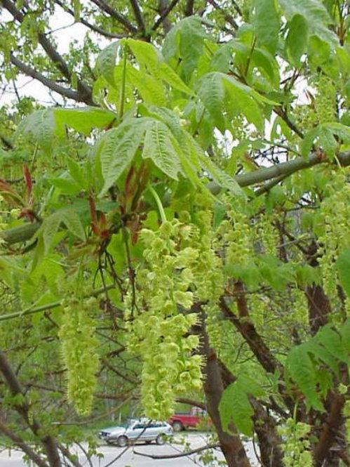 Bigleaf maple (Acer macrophyllum) with racemes of fragrant yellow-green flowers.