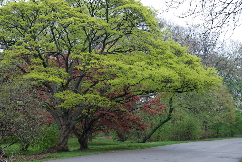 Painted maple (Acer mono 5358*A) in foreground, with other Asian maple species in background.