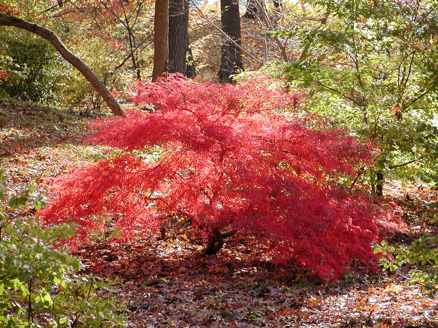Cutleaf Japanese maple (Acer palmatum 'Dissectum' 146-68*A), this variety has very finely cut leaves.