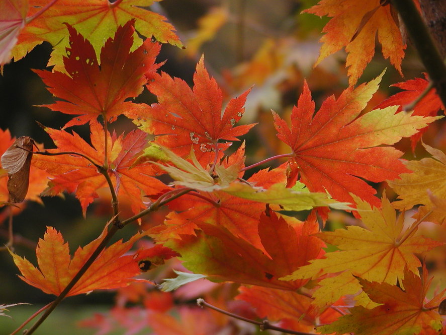 Maple leaves turning from yellow to red