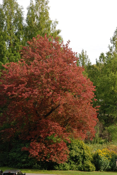 Red maple cultivar (Acer rubrum 'Schlesingeri' 3256*A), this Arnold Arboretum introduction develops early fall color.