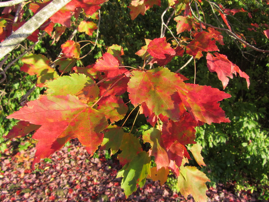 Early fall color of red maple cultivar (Acer rubrum 'Schlesingerii' 3256*A).