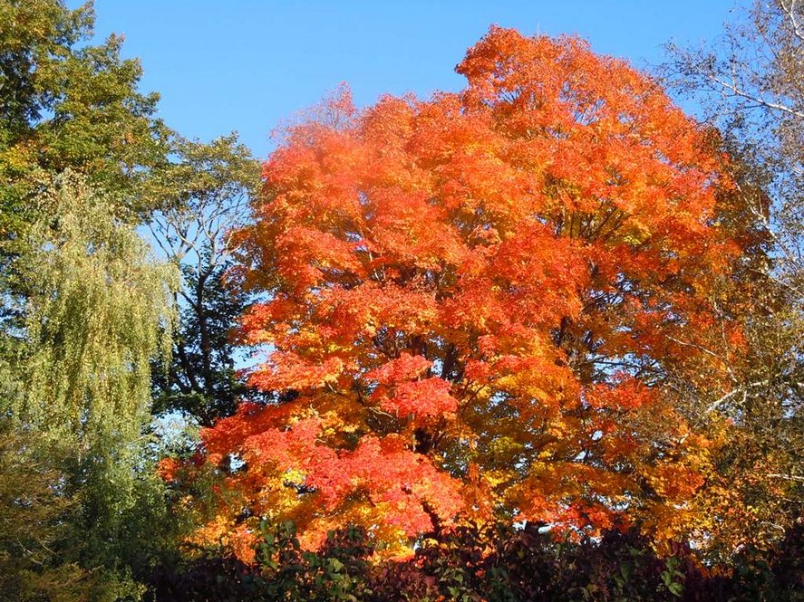 Sugar maple (Acer saccharum) fall color.