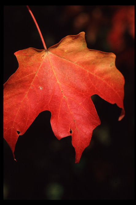 Sugar maple (Acer saccharum) fall color.