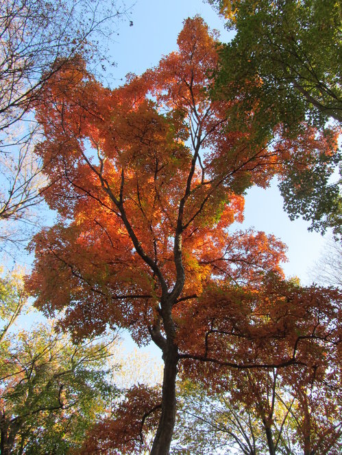 Fall color of three flowered maple (Acer triflorum 1217-25*A) accessioned in 1925.