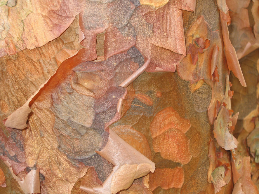 Peeling copper-colored bark.