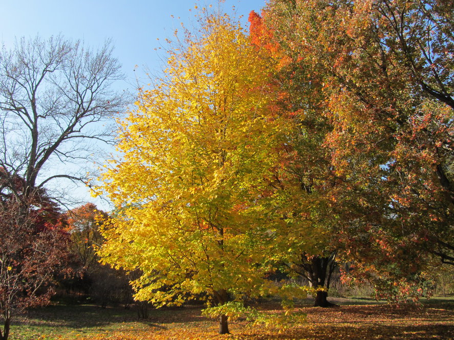 Black sugar maple (Acer saccharum ssp. nigrum 308-Black sugar maple (Acer saccharum ssp. nigrum 308-89*A) fall color.89*A) fall color.