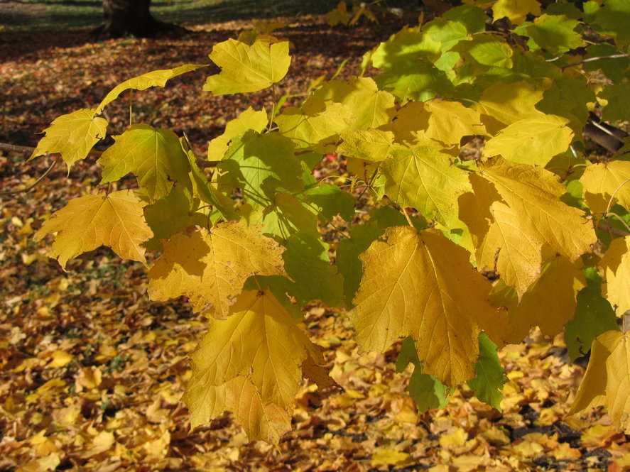 Acer saccharum ssp. nigrum 308-89*A fall color.