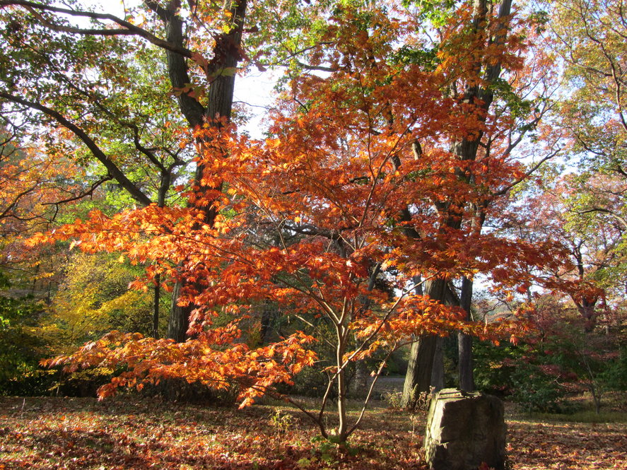 Habit and fall color of Shirasawa's maple (Acer shirisawanum 'Palmatifolium' 270-81*C).