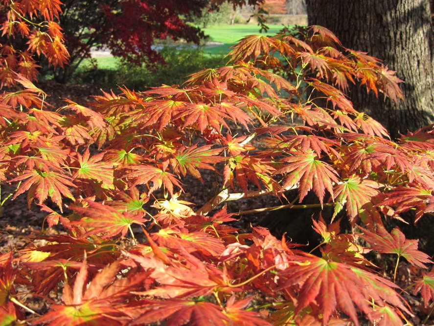 Acer shirisawanum 'Palmatifolium' 270-81*C fall color.