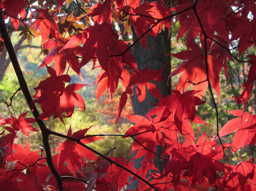 Japanese maple cultivar (Acer palmatum 'Osakazuki' 1690-81*A) fall color.