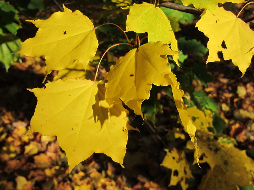 Mayr's maple (Acer mono var. mayrii 281-88*C) fall color.