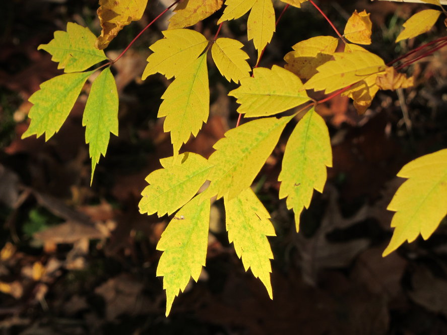 Vine leaf maple (Acer cissifolium 303-2004*B) fall color.