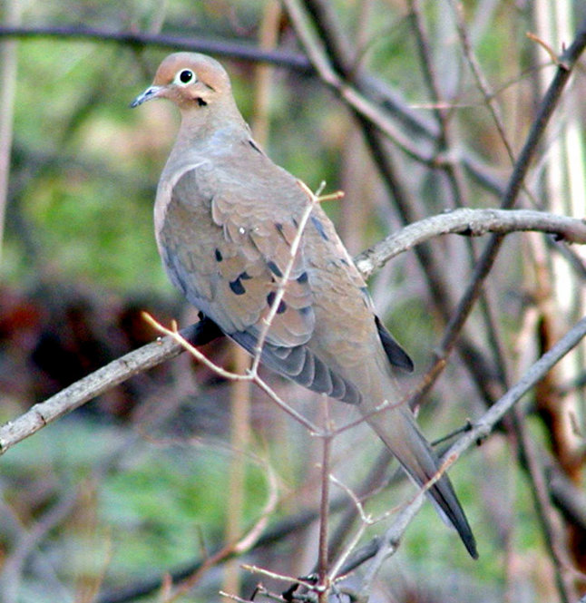 Mourning Dove. Photograph by Bob Mayer.