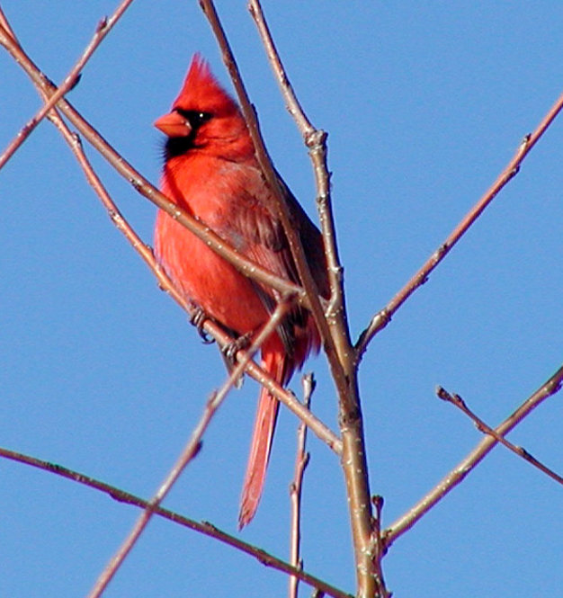 Northern Cardinal (male). Photograph by Bob Mayer.