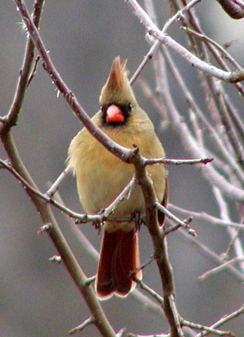 Northern Cardinal (female). Photograph by Bob Mayer.