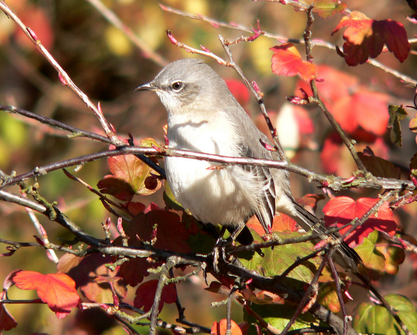 Northern Mockingbird. Photograph by Bob Mayer.