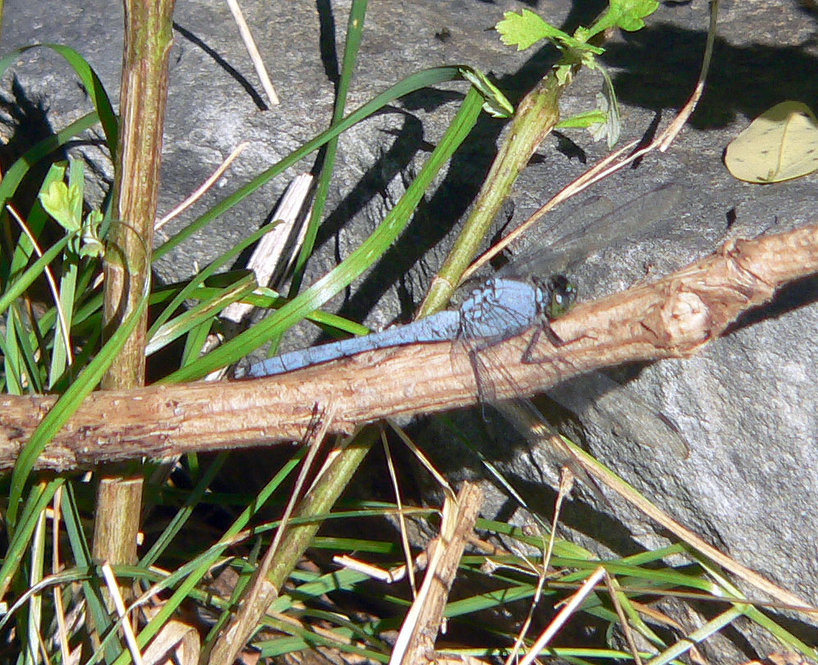 Eastern Pondhawk