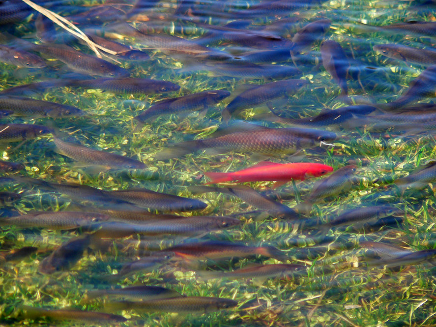 Carp in Dawson Pond