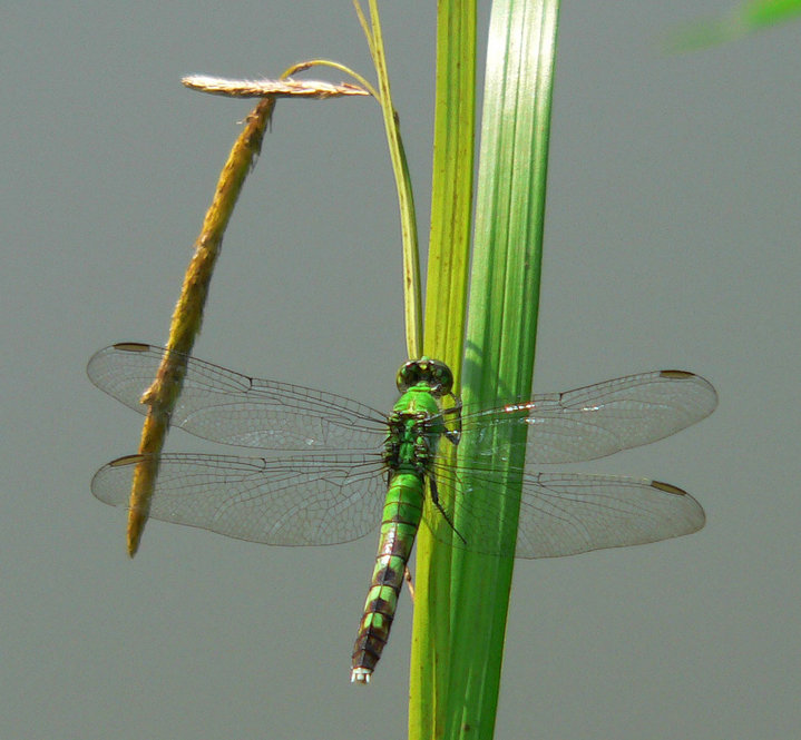Eastern Pondhawk