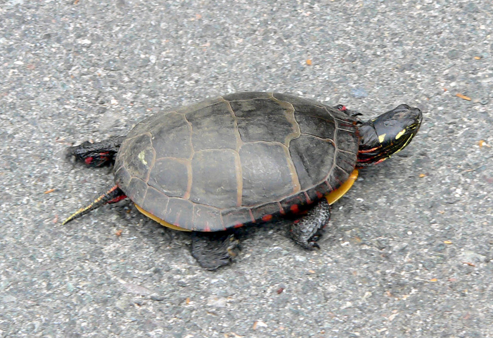 Eastern Painted Turtle