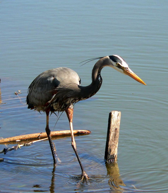Great Blue Heron