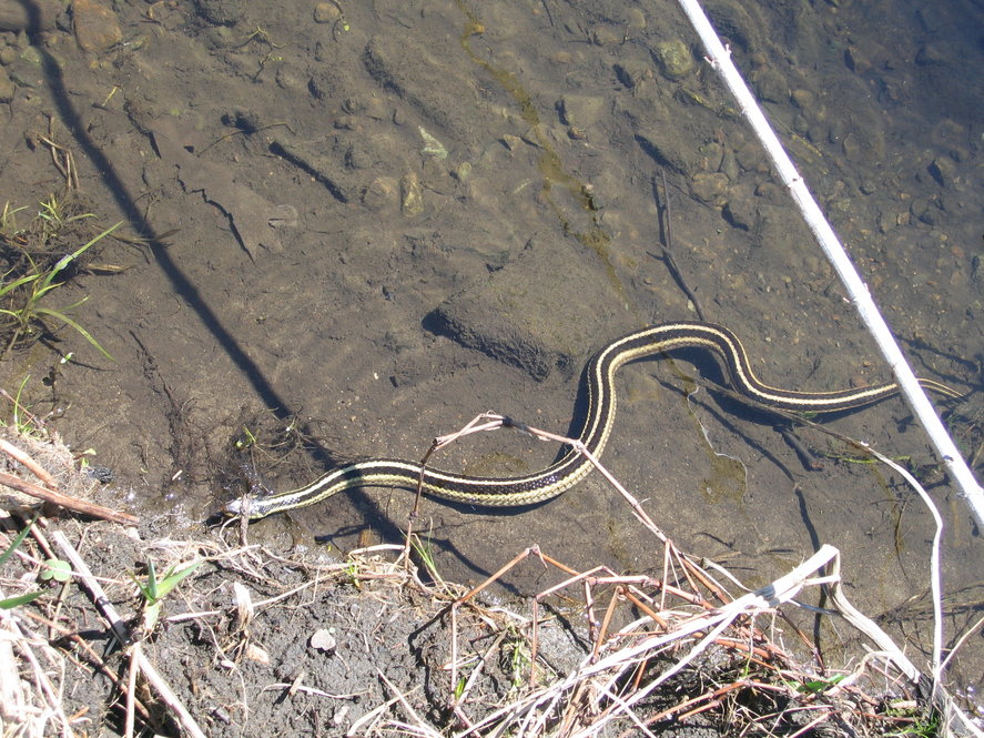 Garter Snake