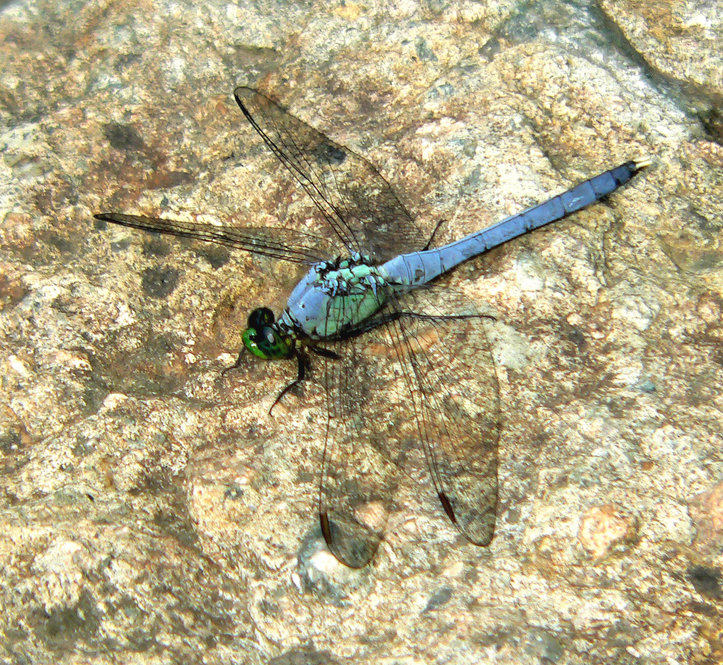 Eastern Pondhawk