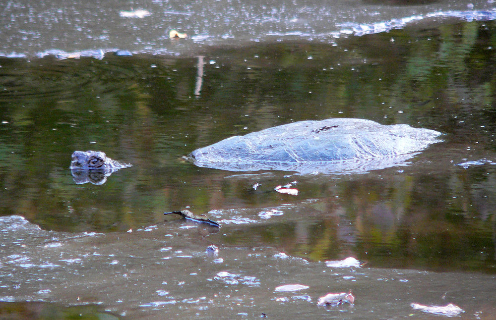 Snapping Turtle
