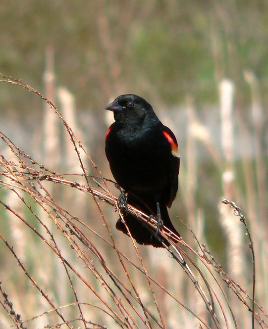 Red-Winged Blackbird. Photograph by Bob Mayer.