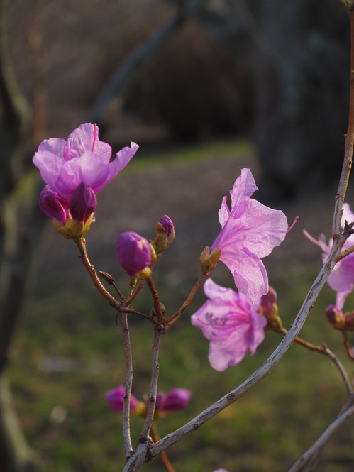 Korean rhododendron (Rhododendron mucronulatum) is an early bloomer in the Azalea Border.