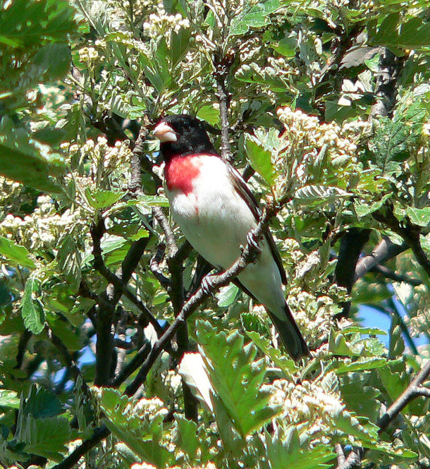 Rose-Breasted Grosbeak. Photograph by Bob Mayer.
