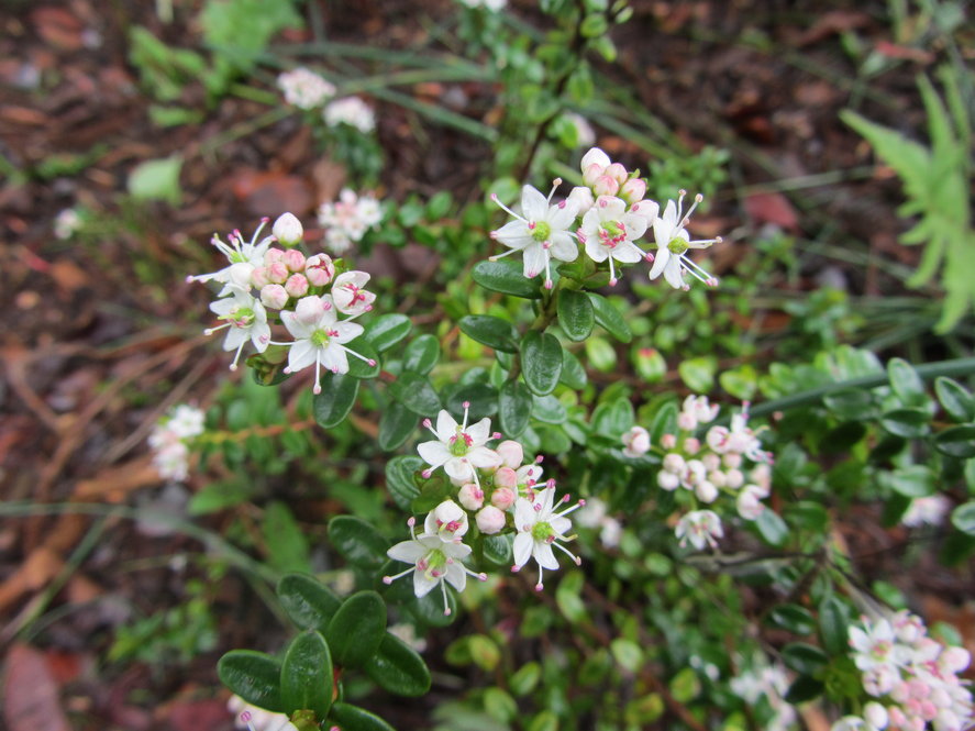 Sandmyrtle (Kalmia buxifolia 105-2007*J)