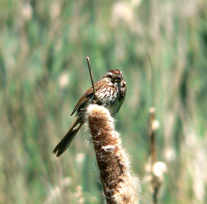 Song Sparrow. Photograph by Bob Mayer.