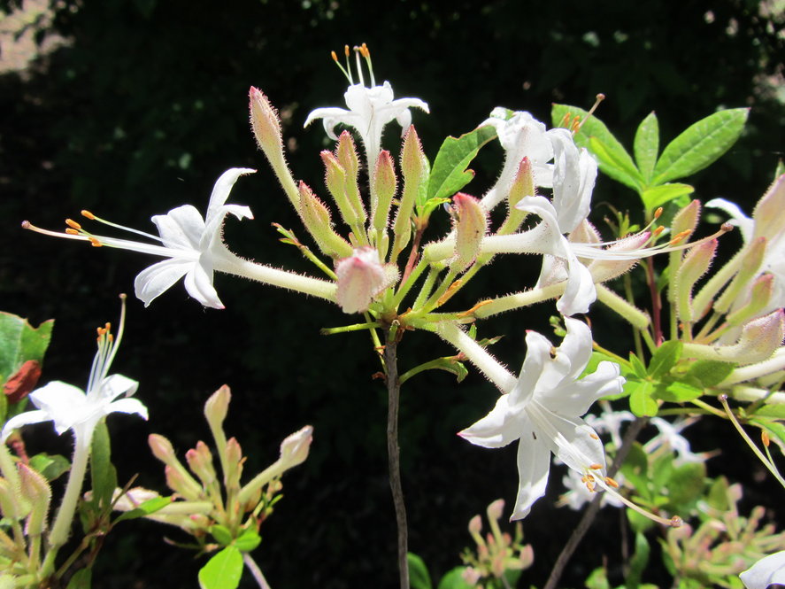 Swamp azalea (R. viscosum 112-2007*D)