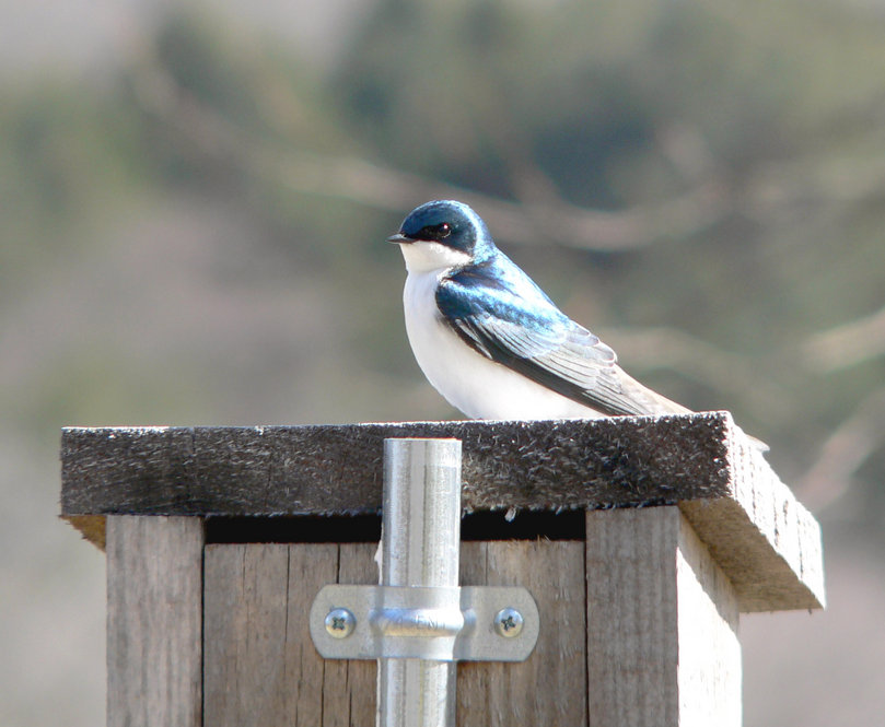 Tree Swallow. Photograph by Bob Mayer.
