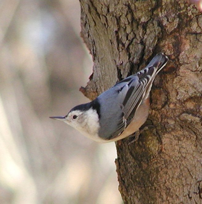 White-Breasted Nuthatch. Photograph by Bob Mayer.