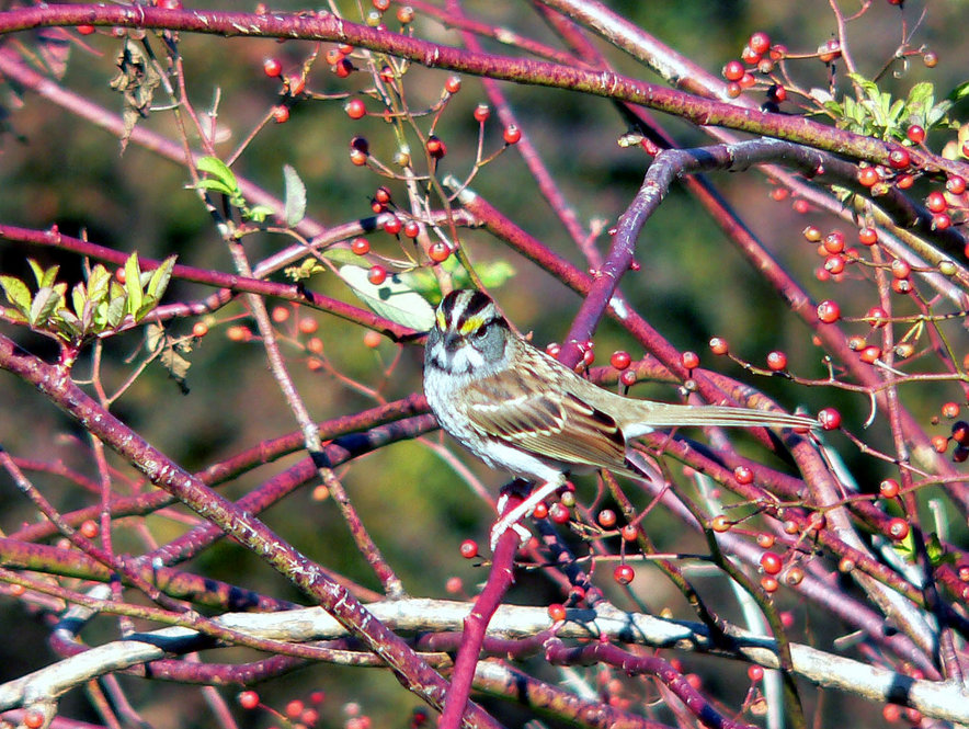 White-Throated Sparrow. Photograph by Bob Mayer.