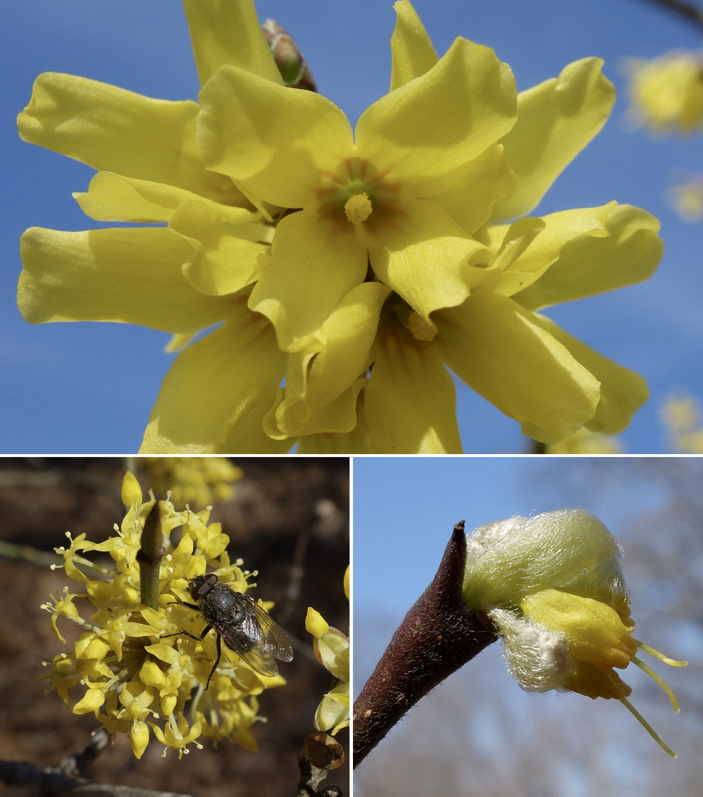 forsythia-cornus-dirca