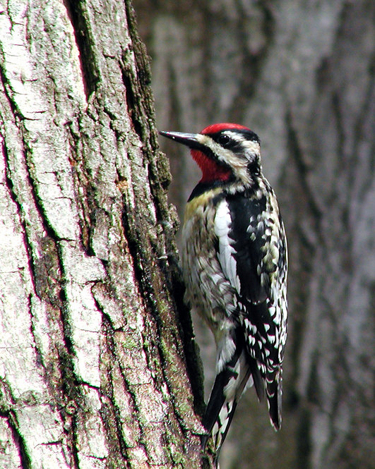 Yellow-Bellied Sapsucker. Photograph by Bob Mayer.
